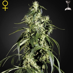 Green House - Arjan s Haze #1