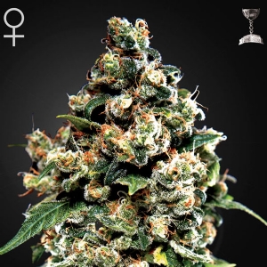 Green House - Jack Herer