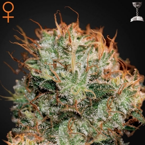 Green House - Kaia Kush