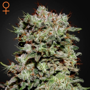 Green House - Kalashnikova