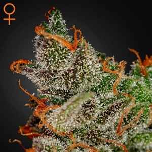 Green House - King S Kush