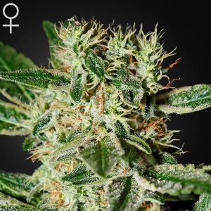 Green House - Ladyburn 1974