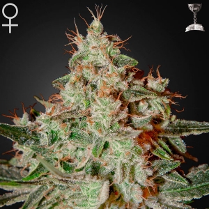 Green House - Lemon Skunk