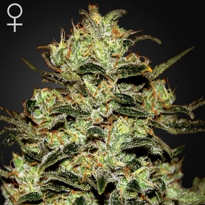 Green House - Moby Dick