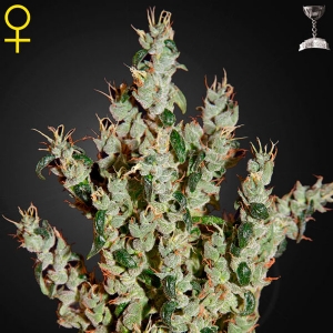 Green House - Nl5 Haze Mist