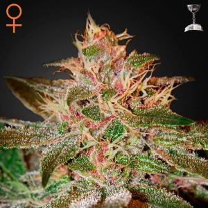 Green House - Pure Kush