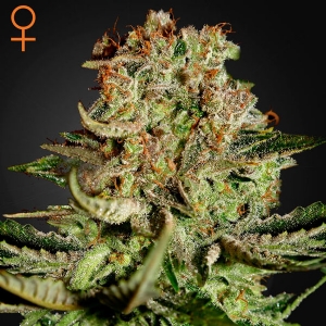 Green House - Super Bud