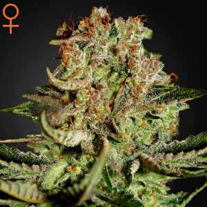 Green House - Super Critical