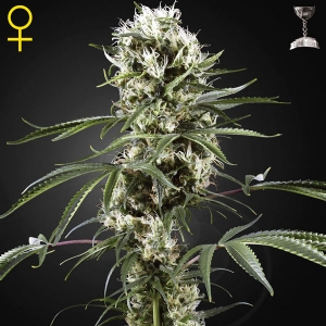 Green House - Super Lemon Haze