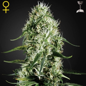 Green House - Super Silver Haze