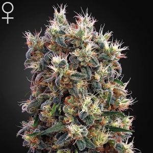 Green House - The Church