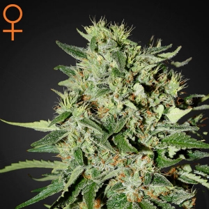 Green House - The Doctor