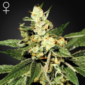 Green House - TrainWreck