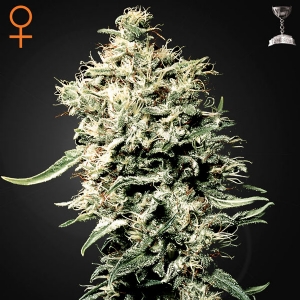 Green House - White Rhino