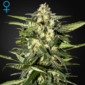 Green House - Jack Herer Auto