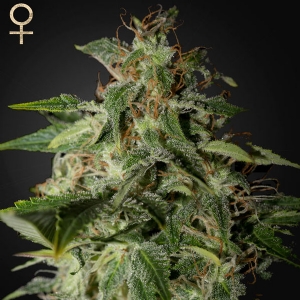 Strainhunters - Afgooey