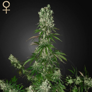 Strainhunters - White Strawberry Skunk