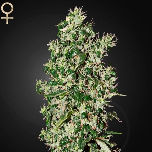 Strainhunters - Big Tooth