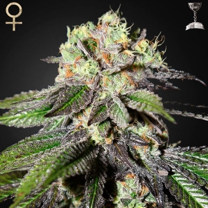 Strainhunters - Caboose