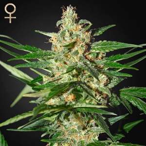 Strainhunters - Damnesia Auto