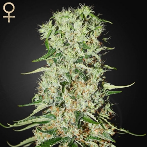 Strainhunters - Damnesia