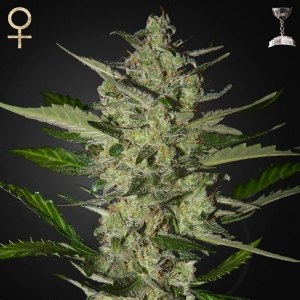 Strainhunters - Flowerbomb Kush