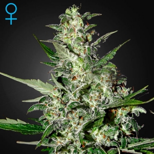 Green House - Super Critical Auto