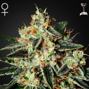 Green House - Cheese