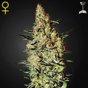 Green House - Neville s Haze