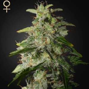 Strainhunters - Moneymaker