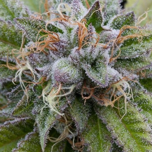 Dinafem - Bubba Kush