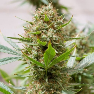 Dinafem - Strawberry Amnesia