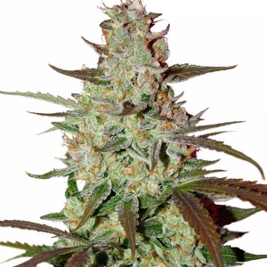 Dutch Passion - Blue Automazar Auto