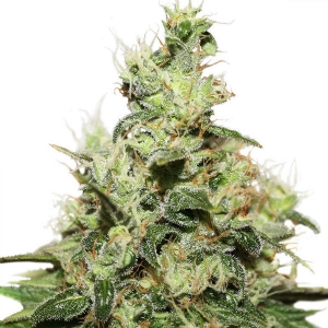 Dutch Passion - CBD Kush