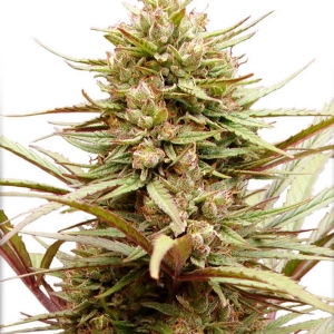 Dutch Passion - ComPassion