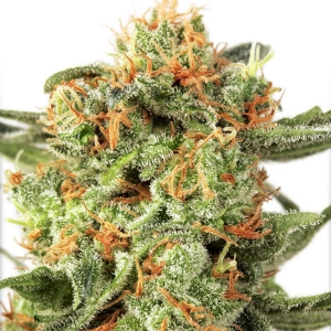 Dutch Passion - Orange Hill Special Regolare