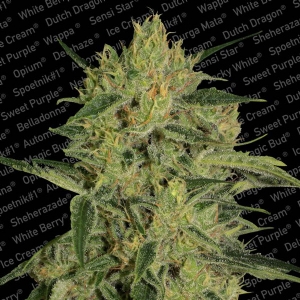 Paradise Seeds - Nebula II CBD