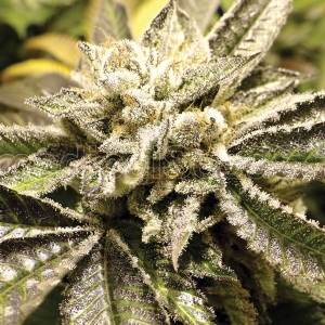 Medical Seeds - Canadian Kush