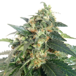 Dutch Passion - Snowstorm #2 Auto