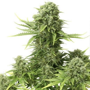 Dutch Passion - Starryder Auto