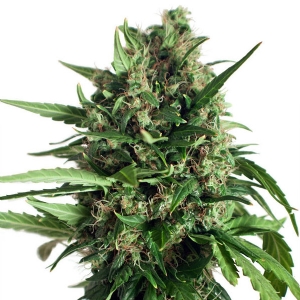 Dutch Passion - Taiga#2 Auto