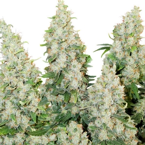 Dutch Passion - Think Different Auto