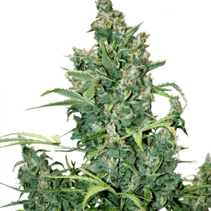 Dutch Passion - Tundra#2  Auto