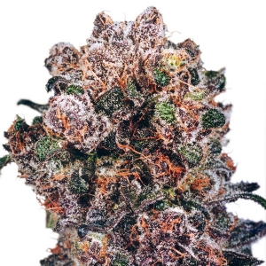 Dutch Passion - Blueberry