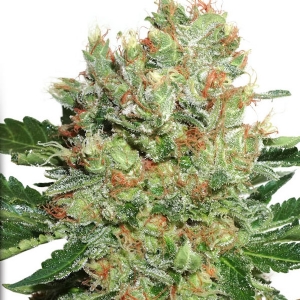 Dutch Passion - Brainstorm