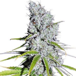 Dutch Passion - Cbd Skunk Haze