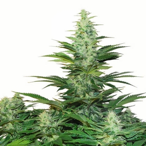 Dutch Passion - Dark Delight