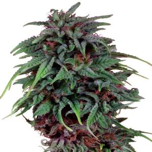 Dutch Passion - Durban Poison