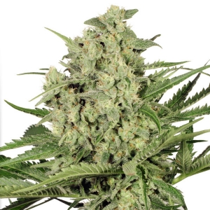 Dutch Passion - Dutch Cheese