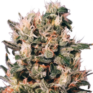 Dutch Passion - Euforia